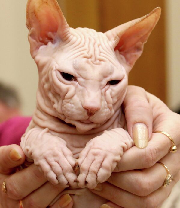 Кошка породы донской сфинкс на выставке-ярмарке кошек в Калининграде