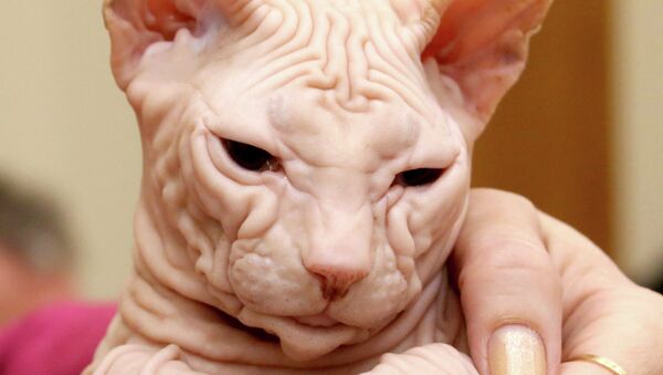 Кошка породы сфинкс. Архивное фото