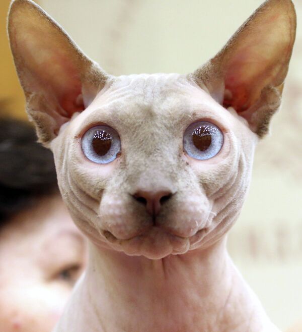 Кошка породы донской сфинкс на выставке-ярмарке кошек в Калининграде