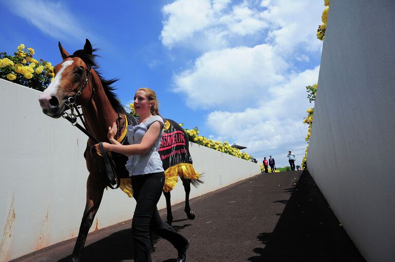 Лошадь после заезда на скачках Melbourne Cup Day