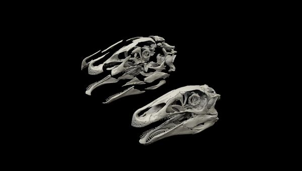 Изображение: Компьютерная модель черепа теризинозаврида в собранном и разобранном виде.
