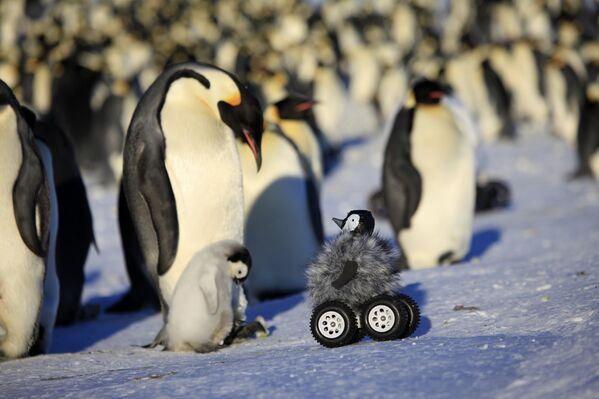 Замаскированная камера для работы с императорскими пингвинами в Антарктиде