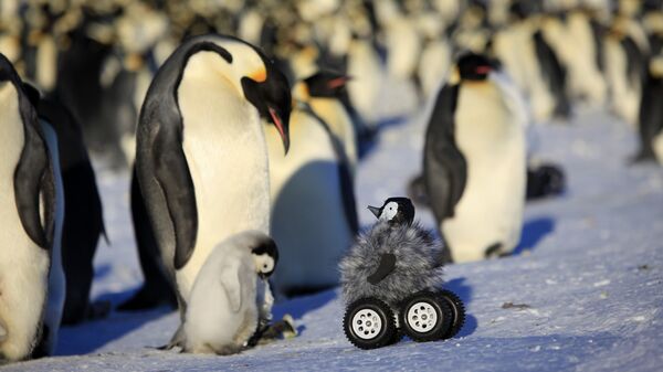 Замаскированная камера для работы с императорскими пингвинами в Антарктиде
