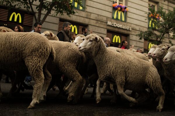 Стадо овец в центре Мадрида