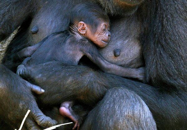 Детеныш гориллы с мамой в зоопарке Сиднея