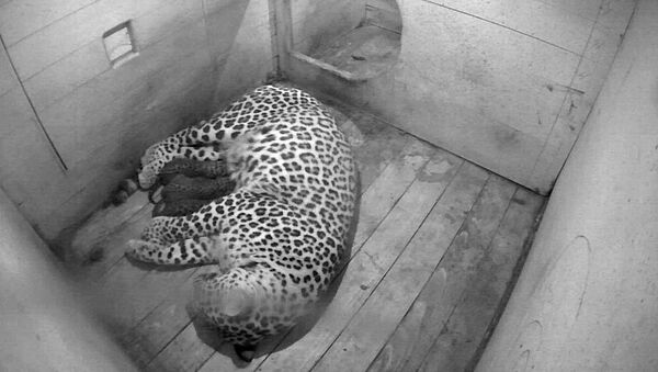 Леопард Андреа родила троих котят
