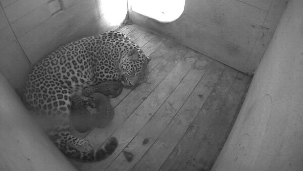 Леопард Андреа родила троих котят в питомнике в Сочи