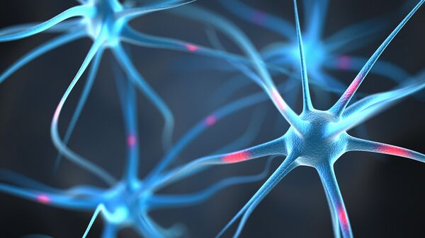 Нейроны головного мозга человека