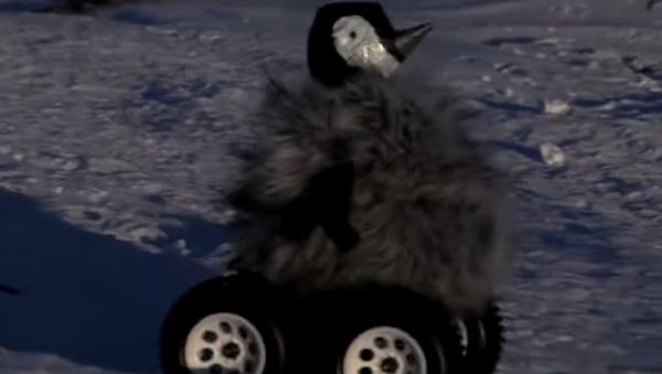 Южный полюс: пингвины в шоке от их робота-аналога