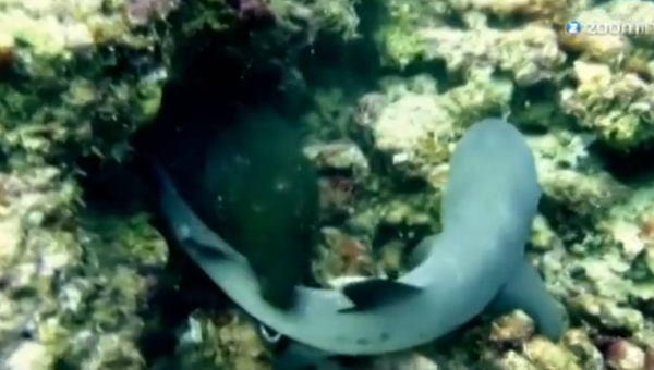 Подводная схватка не на жизнь, а на смерть: мурена побеждает акулу