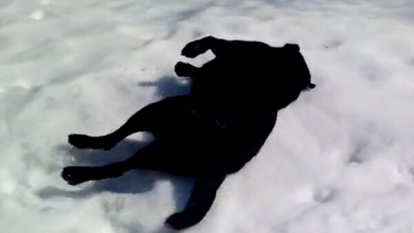 Зимнее развлечение для собаки: веселое катание по скользкому снегу