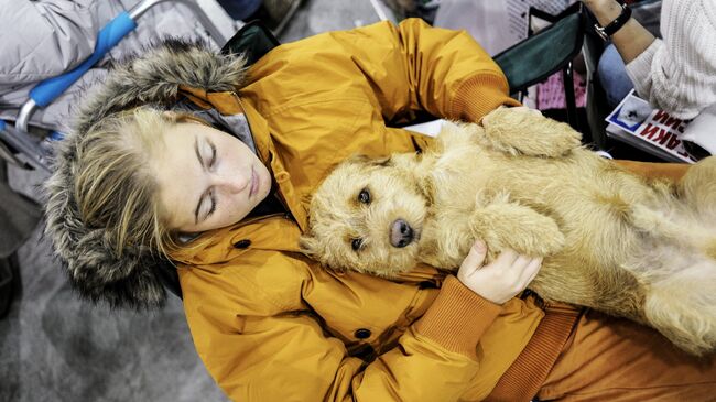 Выставка собак