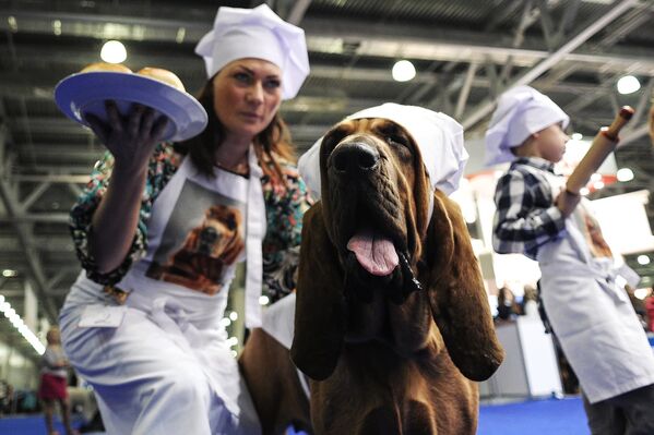 Выставка собак Россия -2014