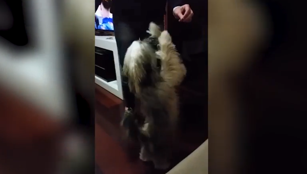 Пес, который танцует сальсу