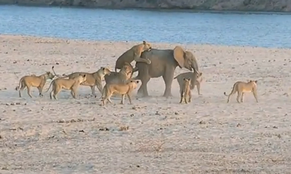 Моськи на слона: 14 голодных львов против слона