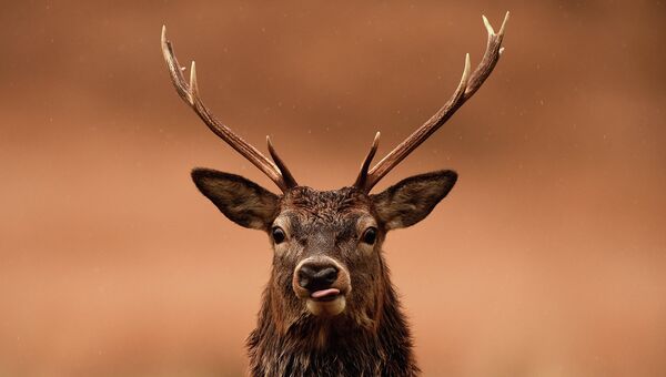 Благородный олень пасется в Глен Этив, Шотландия
