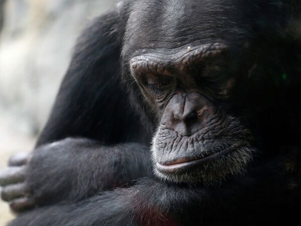 Самка шимпанзе в зоопарке Хьюстона