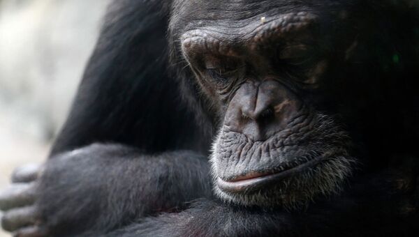 Самка шимпанзе в зоопарке Хьюстона