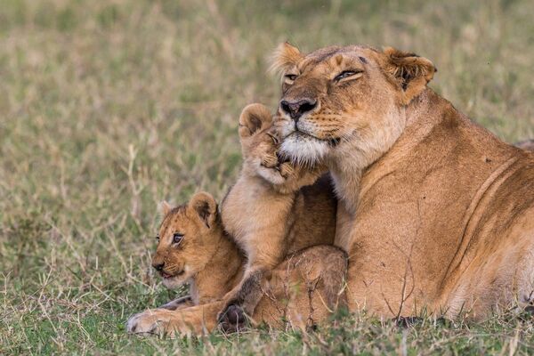 Львята с мамой в национальном парке в Кении