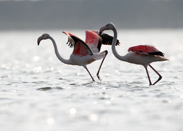 Фламинго во время подготовки к миграции в Китае