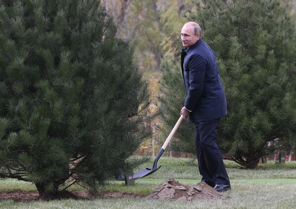 Президент РФ Владимир Путин сажает дерево на Аллее почетных гостей во время саммита АТЭС в Китае