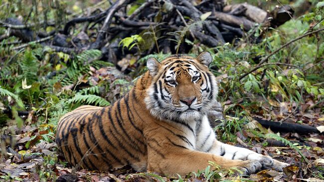 Амурский тигр