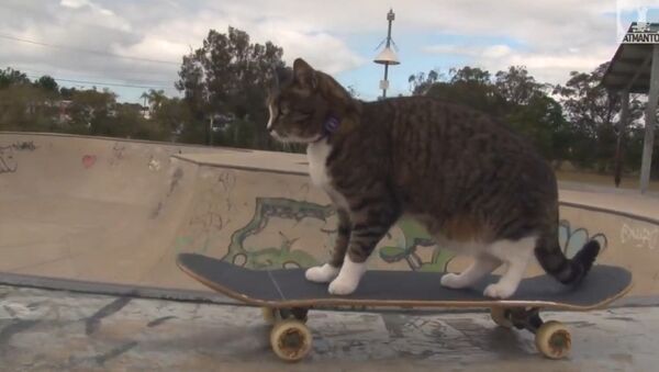 Кот-урбанист: на скейте по жизни