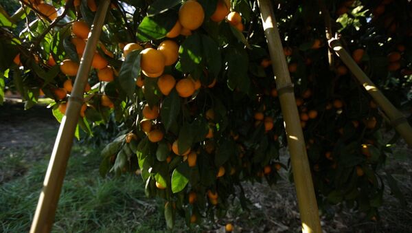 От мандаринового дерева до прилавка: как выращивают самый новогодний фрукт