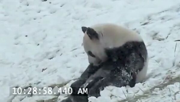 Панда радуется первому снегу, как ребенок