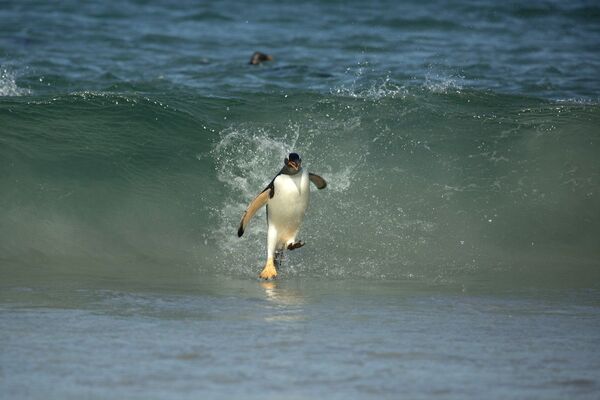Пингвин-серфер на Фолклендских островах