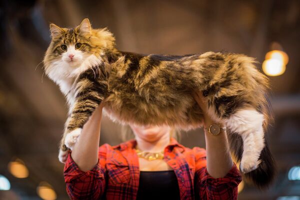Норвежская лесная кошка на крупнейшей шоу-выставоке кошек в Европе