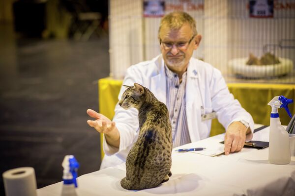 Судья осматривает кошку на крупнейшей шоу-выставоке кошек в Европе