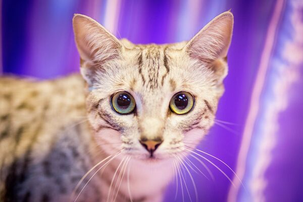 Котенок породы египетская мау на крупнейшей шоу-выставоке кошек в Европе