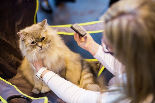 Хозяйка расчесывает кошку перед показом судьям на крупнейшей шоу-выставоке кошек в Европе