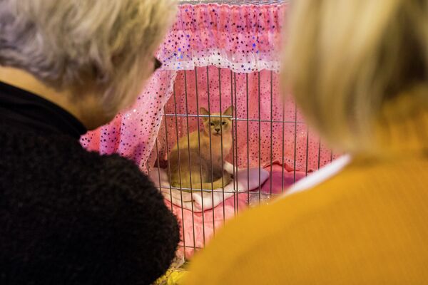 Посетители рассматривают кошку сидящую в вольере на крупнейшей шоу-выставке кошек в Европе