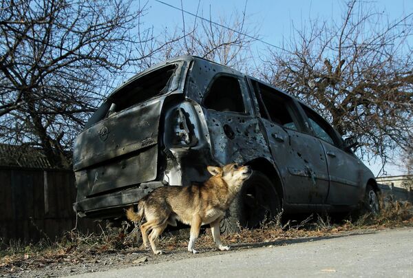 Собака рядом со сгоревшим автомобилем в поселке Красный пахарь