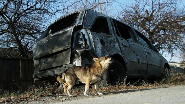 Собака рядом со сгоревшим автомобилем в поселке Красный пахарь Собака рядом со сгоревшим автомобилем в поселке Красный пахарь