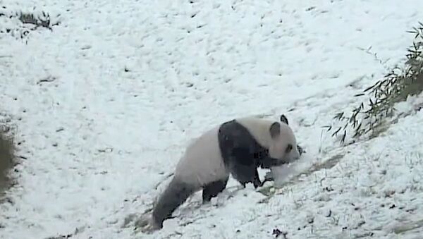 И снег не помеха: панда скатывается со снежной горы