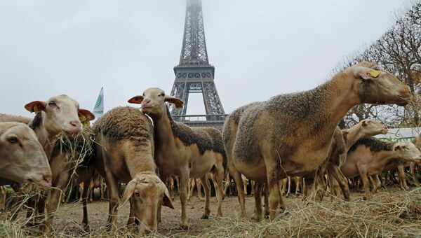 Овцы возле Эйфелевой башней в Париже