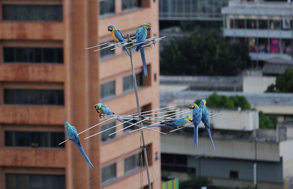 Попугаи ара сидят на антенне жилого дома в Каракасе