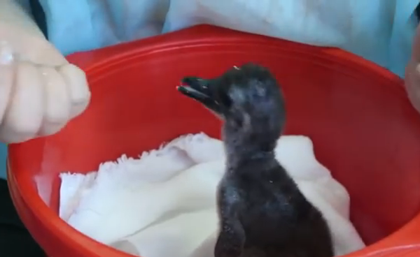 Очаровательный детеныш пингвина в Красноярске