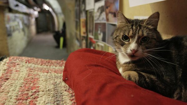 Кот в подвале Эрмитажа. Архивное фото