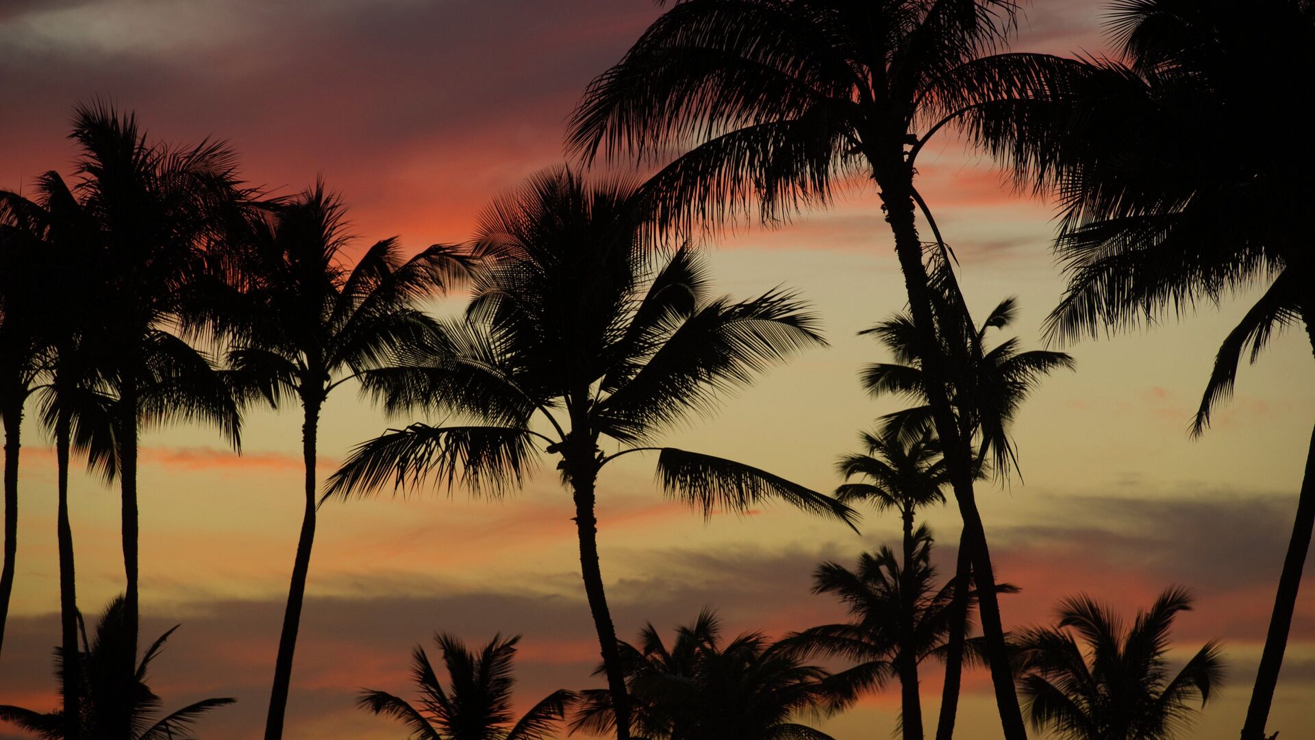 Пальмы на закатном солнце на Гавайских островах - РИА Новости, 1920, 19.01.2023