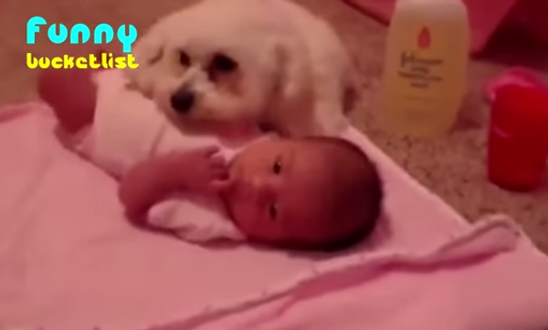 Новая звезда Youtube: щенок спас младенца от пылесоса
