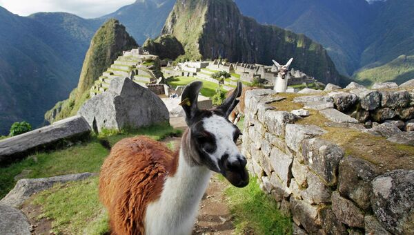 Лама на фоне древнего города Мачу-Пикчу в Перу