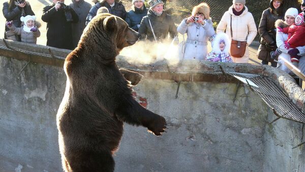 Медведи в Калининградском зоопарке. Архивное фото