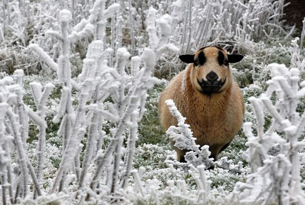 Овца на горе Хохен в Германии