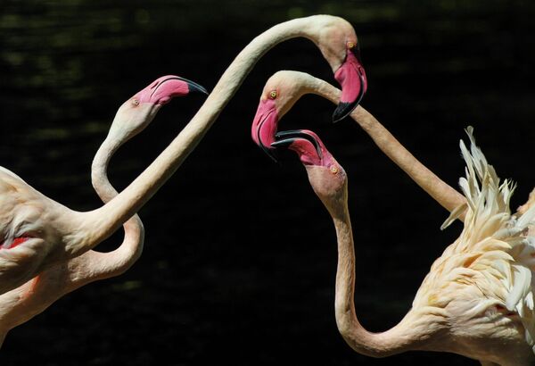 Фламинго в заповеднике к югу от Гуанчжоу, Китай
