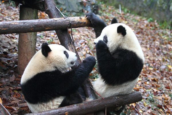 Гигантские панды в зоопарке в городе Ханчжоу