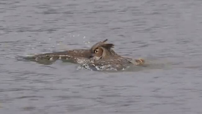 Сова на воде: не летать, так плавать